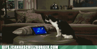 how-to-get-your-cat-off-the-ipad