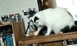 ani_cat-puts-car-back.gif