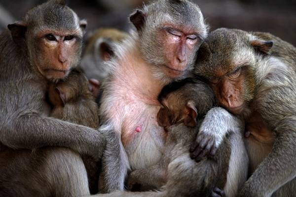 Funny-Monkey-Pictures-6.jpg