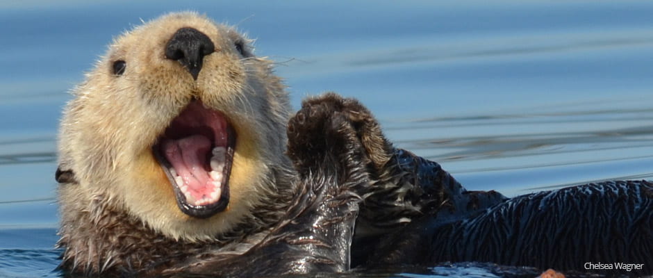 sea-otter-Yawn-photogrphers-copy.jpg