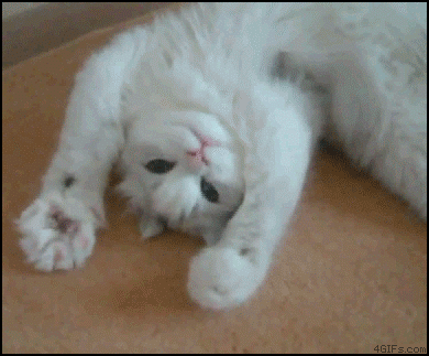 Funny-Cat-Gifs-23.gif