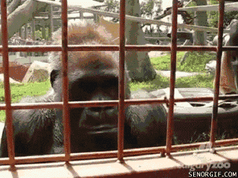 the-calgary-zoos-gorillas-entertained-by-catepillar