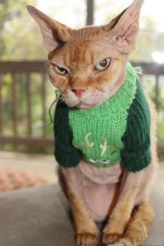 8972027c6930691cdea8f45708f26803--shaved-cat-green-sweater.jpg