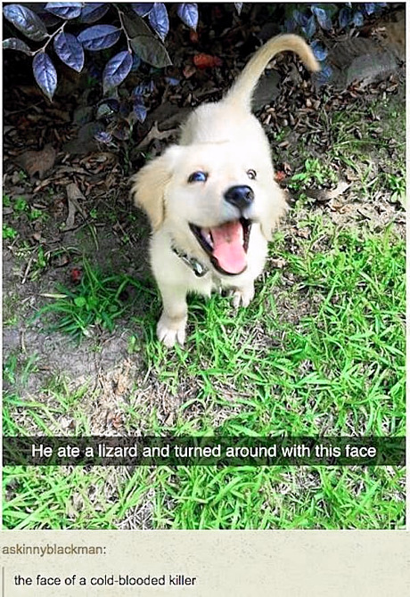 dog-ate-lizard.jpg
