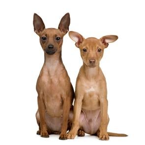 Miniature-Pinscher-Training.jpg