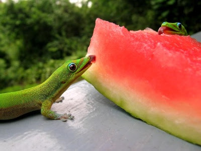 summertime.jpg