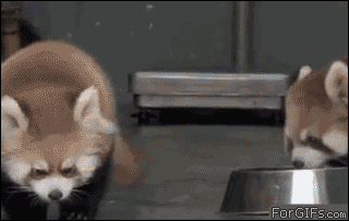 MIizycd.gif