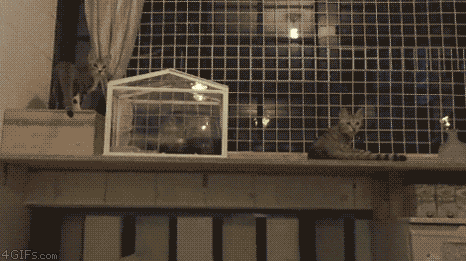 ani_synchronized-cats-jump.gif