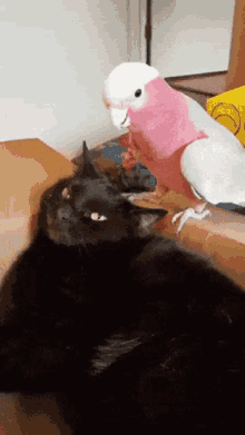 cat-kitty.gif