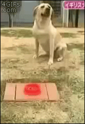 the-ground-ate-my-food