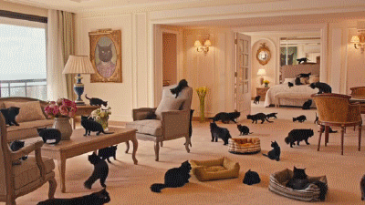black-cats-on-holiday