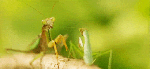 rude-animal-gif-mantis
