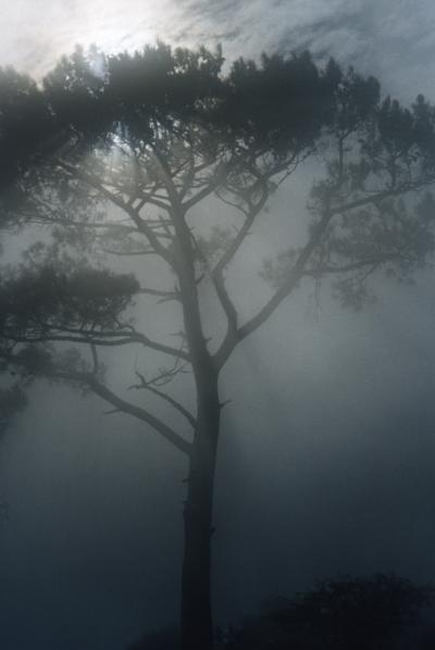 18_fog_tree_raysb.jpg