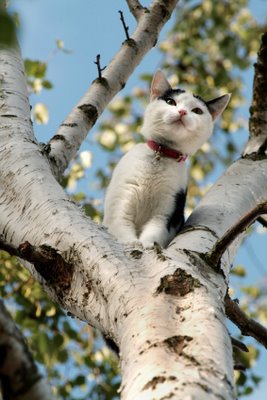 cat-in-tree.jpg
