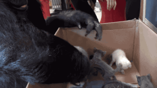 giphy.gif