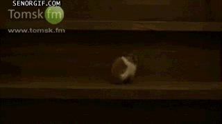 the-stair-master