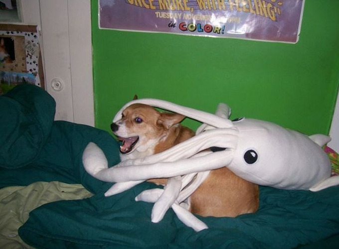 squid-attacks-dog.jpg