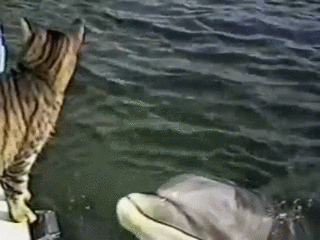 25db53752970833b6f5e968ea17cbd51.gif