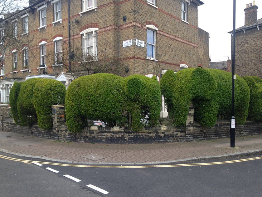 elephant-hedges.jpg