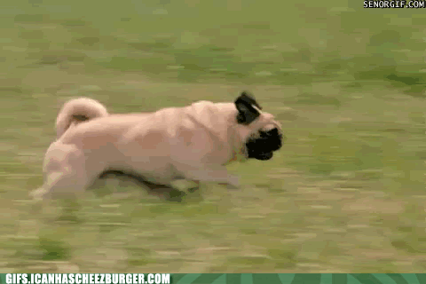 pugs-see-you-rolling