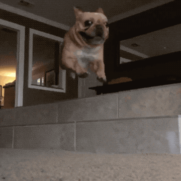 giphy.gif