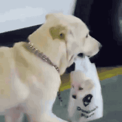 59fcdbd150d1174e2ef4ddbf4442bd84.gif