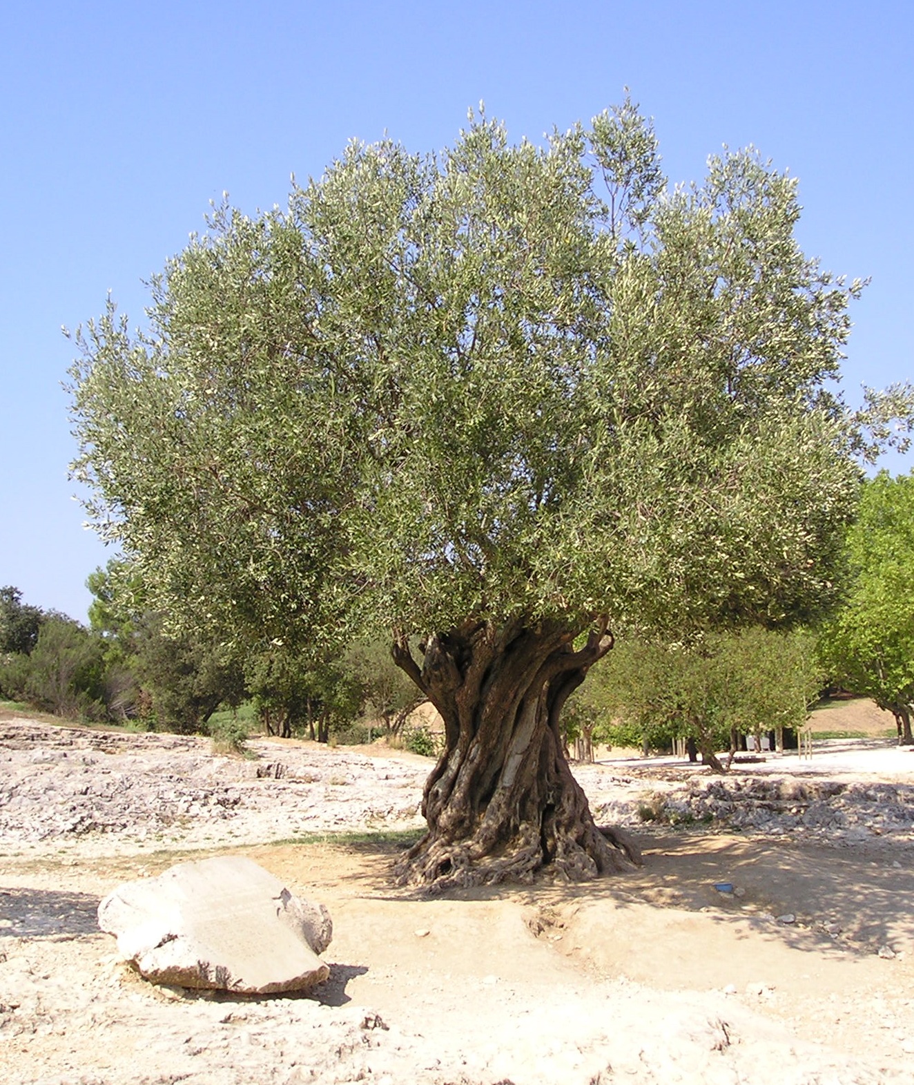 olivetree.jpg