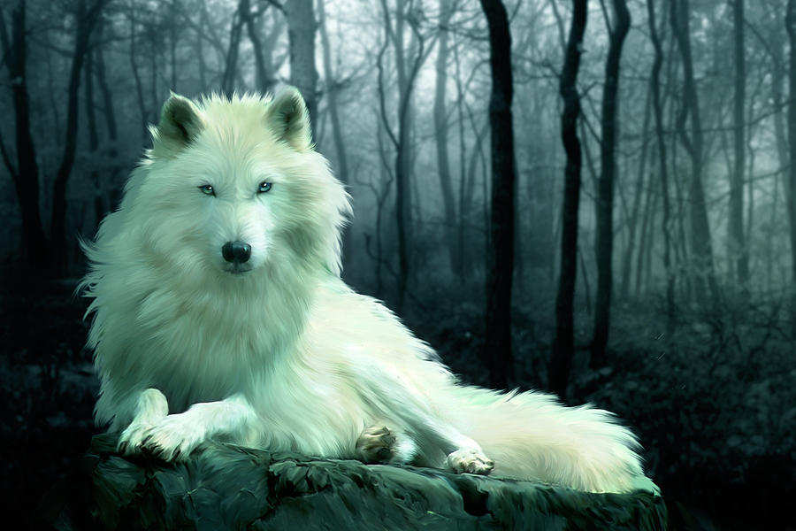 arctic-wolf-julie-l-hoddinott.jpg