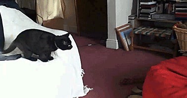 cat-jumps-into-bean-bag-chair-13668470915.jpg