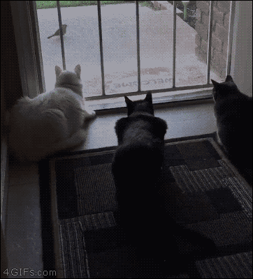 why-dont-you-guys-just-bark-at-it