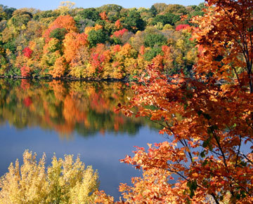 fall_leaves.jpg