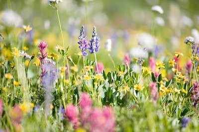 primavera-en-mi-isla.jpg