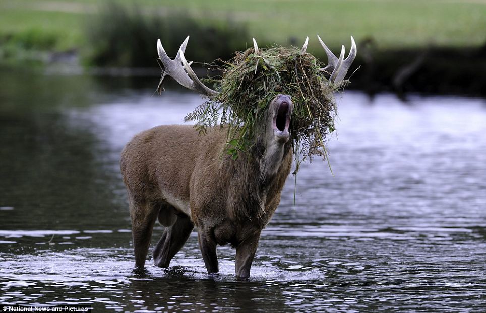 stag_bushypark.jpg