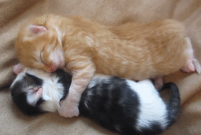 yawning-kittens-snuggle-together