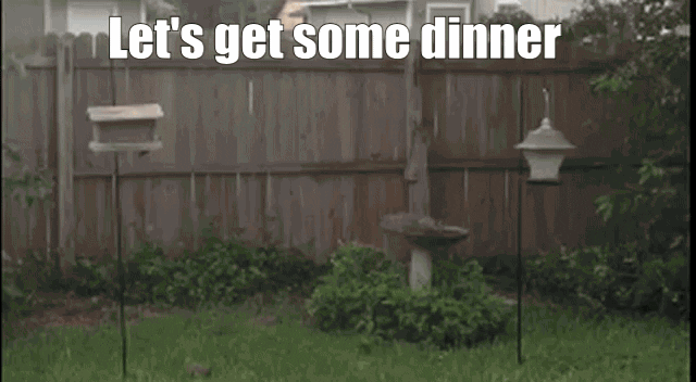 giphy.gif