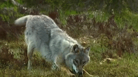 c357afa73004f3ba289d9b5ffc6892cd.gif