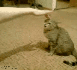ani_angry-cat-attacks.gif