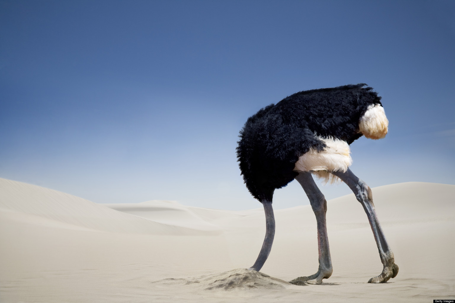 o-OSTRICH-IN-THE-SAND-facebook.jpg