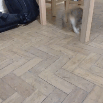 whats-bugging-you-kitty