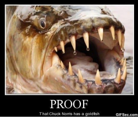 chuck-norris-pet.jpg
