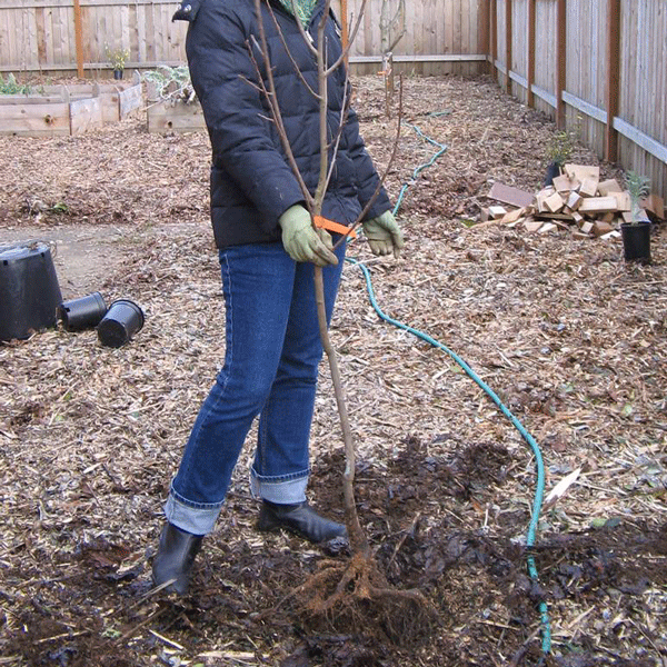 persimmon-planting.gif