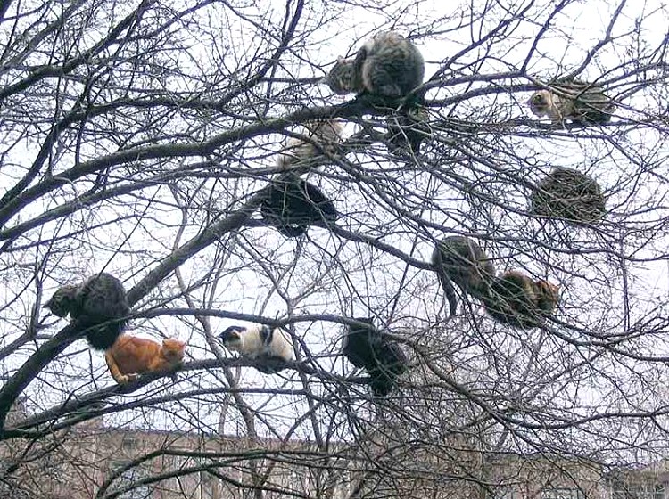 tree-cats.jpg