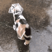 rain.gif