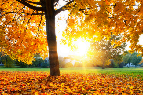 fall-sun.jpg
