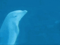 200w.gif