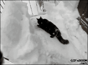 ani_cat-snowy-deck-jump.gif