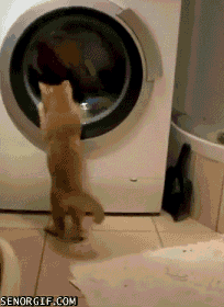 cat-watching-the-washing-machine