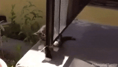 giphy.gif