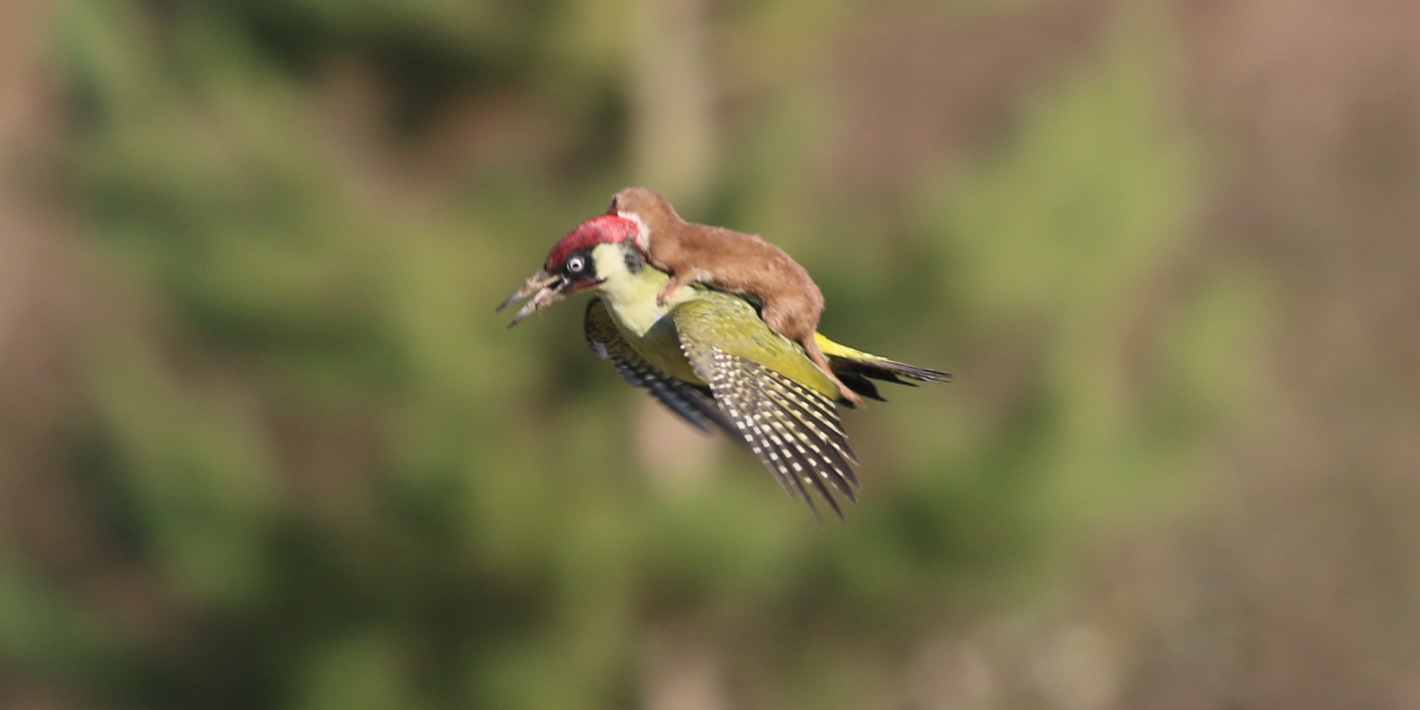 o-WOODPECKER-WEASEL-facebook.jpg