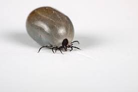 engorged-mosquito-squad-tick.jpg